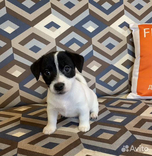 Джек Рассел терьер