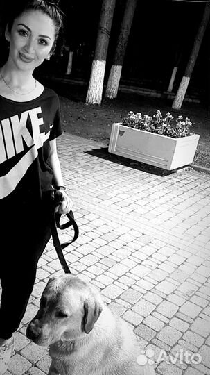 Лабрадор вязка