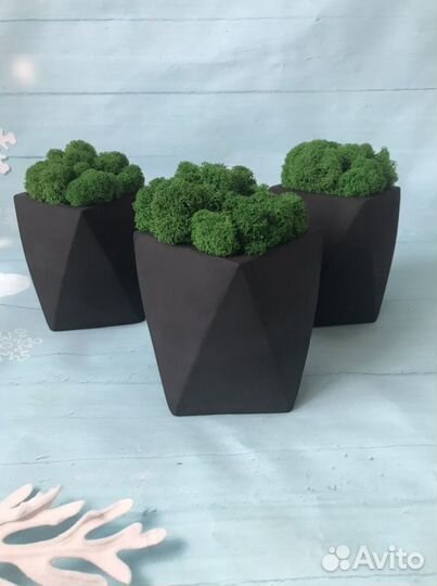 Кашпо со стабилизированным мхом
