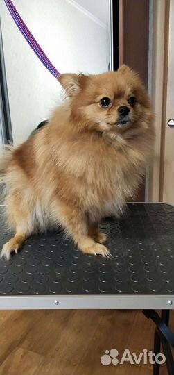 Грумминг/ стрижка собак/экспресс линька