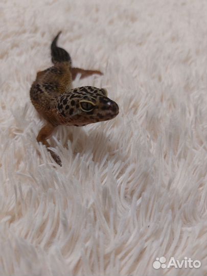 Эублефары пара