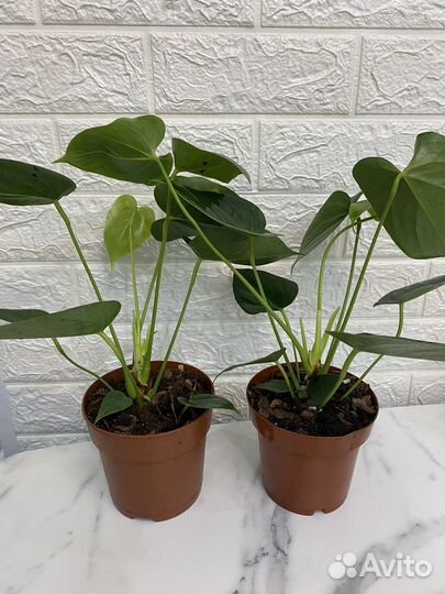 Антуриум ванилла