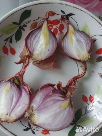 Лук семейный на посадку