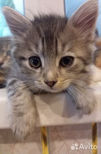 Котята в добрые руки приучены к лотку