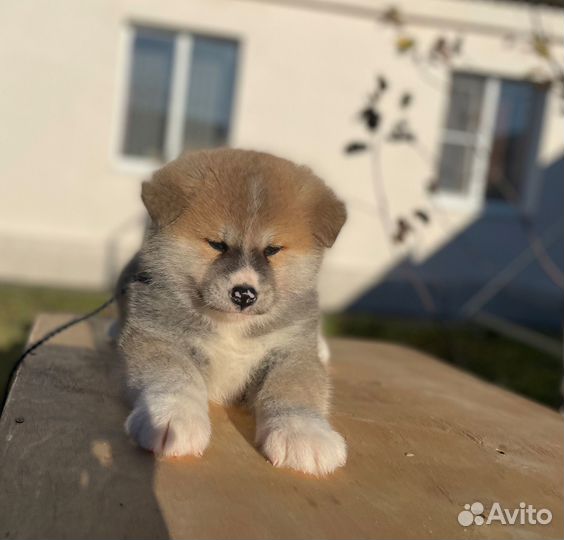 Продам щенков Акита Ину