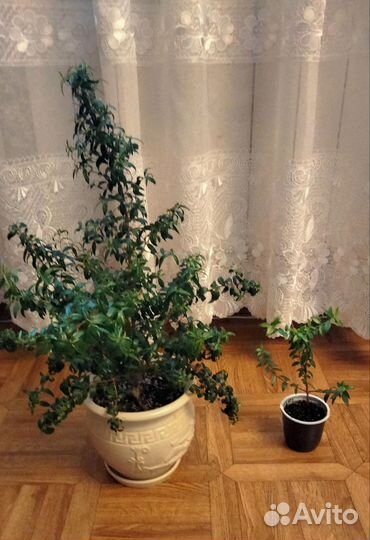 Мирт узколистный