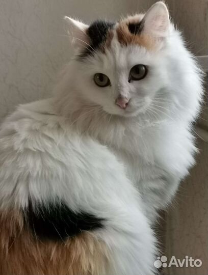 Очень красивая кошка