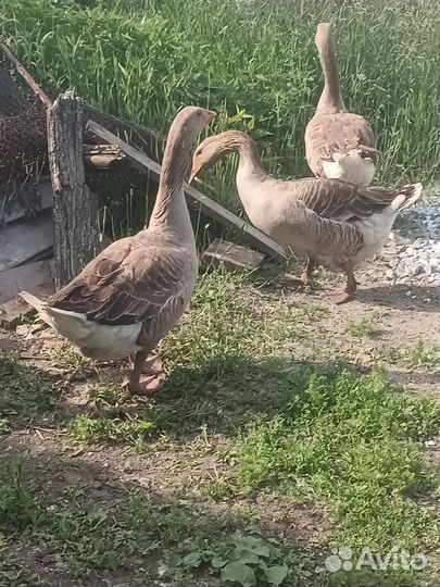 Продам семью гусей