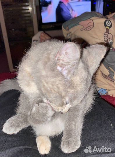 Котенок