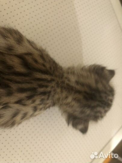 Продажа семьи саванн или кошек отдельно