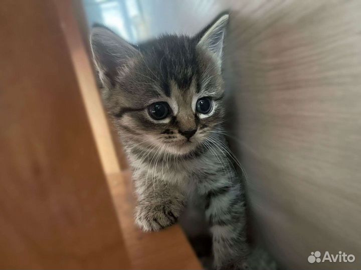 Котята сибирской кошки