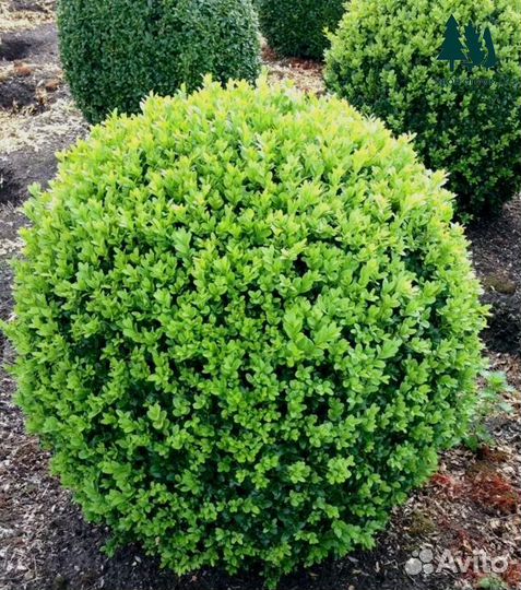 Самшит разных размеров из питомника