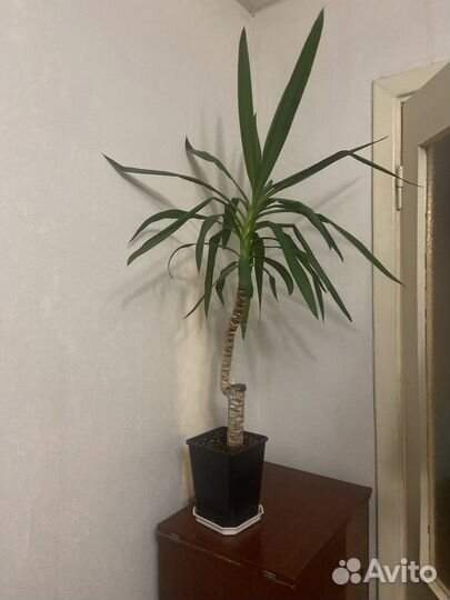 Пальма юкка обмен на две орхидеи