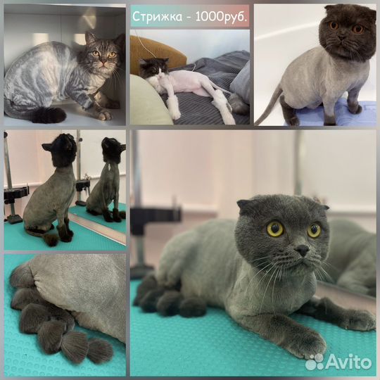 Грумер. Стрижка кошек и собак. Экспресс - линька