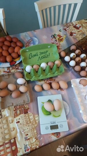 Домашние куриные яйца