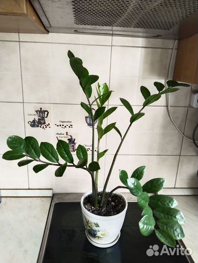 Кротон, филодендроны