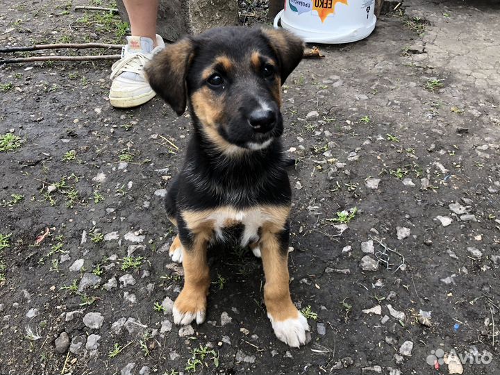 Щенки немецкой овчарки бесплатно