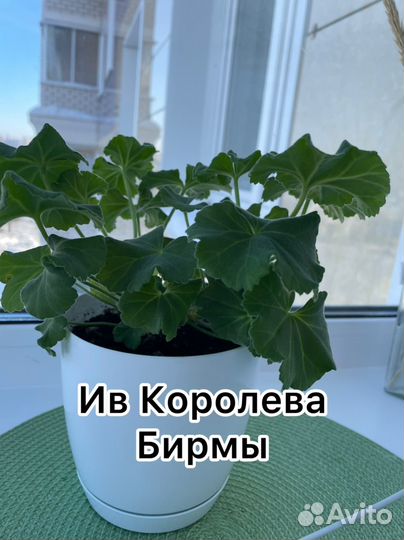 Пеларгония