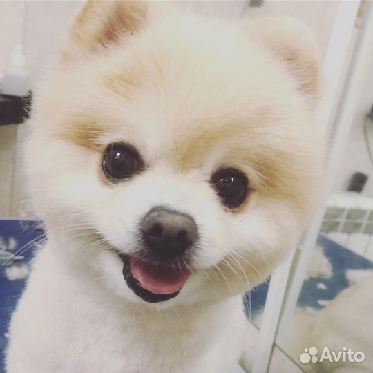 Груминг собак,стрижка собак, чистка Зубов