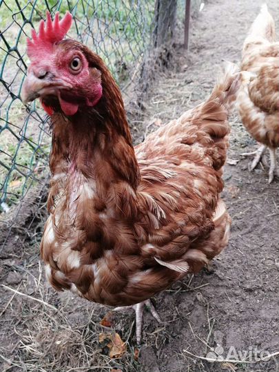 Куры несушки ломан браун