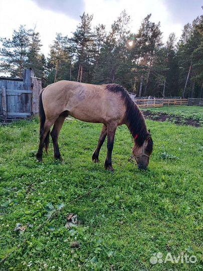 Лошадь жеребец