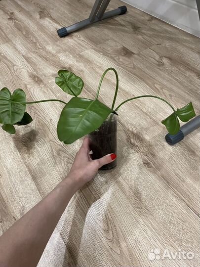 Филодендрон