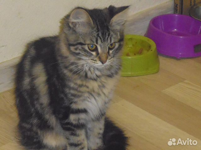 Молодые кошечки ищут дом