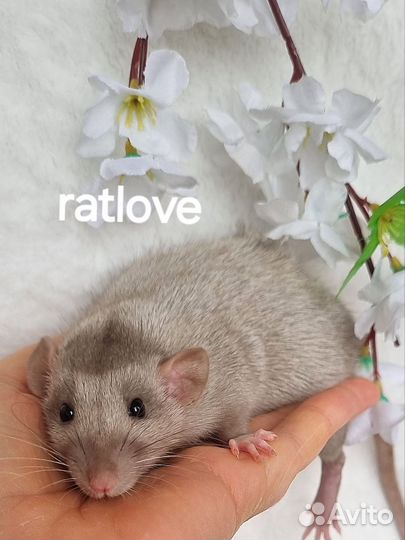 Крысята крысы сильвермейн от ratlove