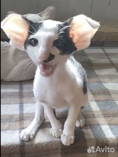 Ориентальный котик экстремального типа