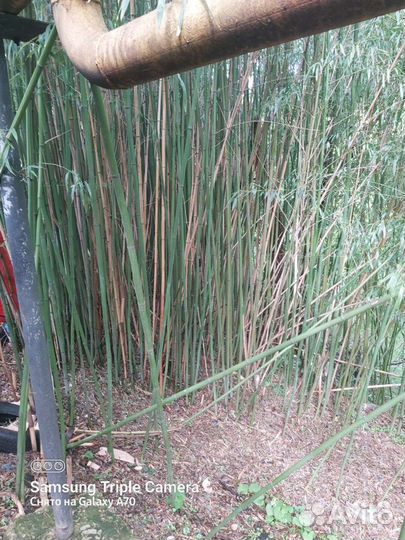 Бамбук