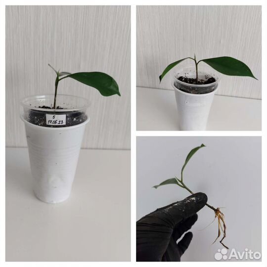 Фикус микрокарпа гинсенг (женьшень) - бонсай