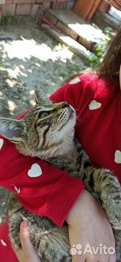Котёнок мальчик полосатый