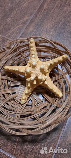 Морская звезда 2 вида