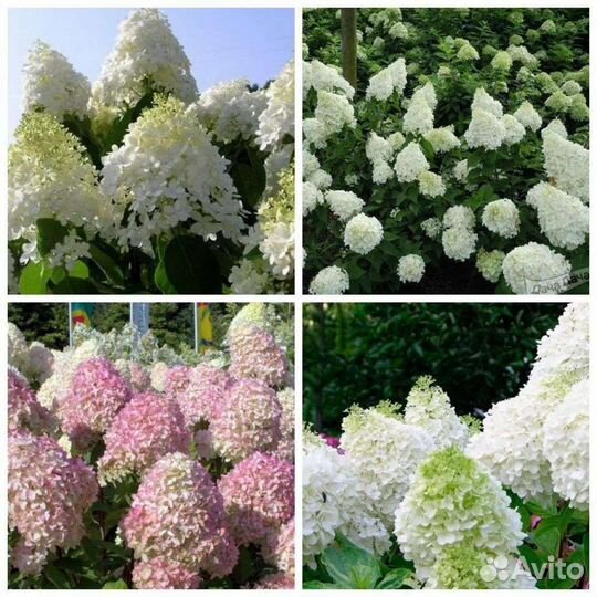 Гортензия метельчатая Селекшн