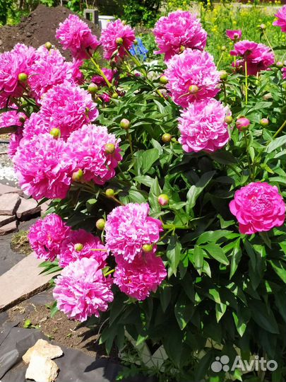 Пионы саженцы