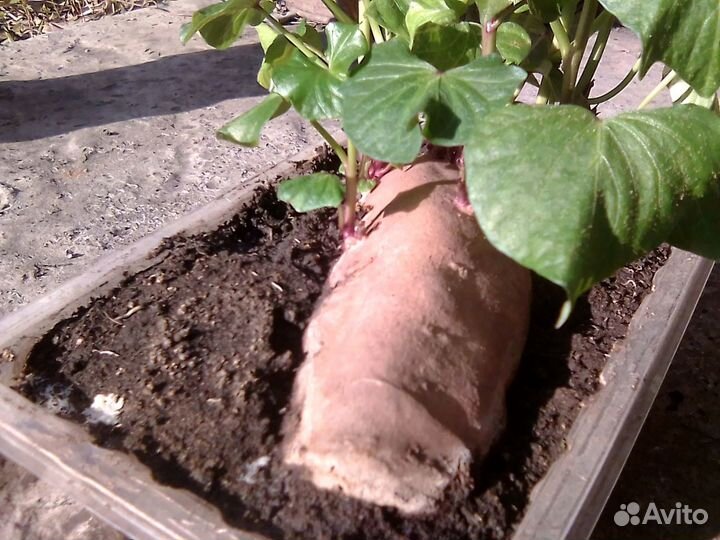 Рассада батат