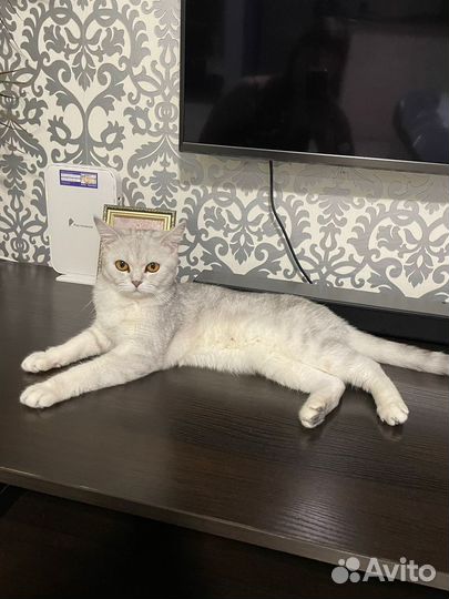 Шотландская кошечка