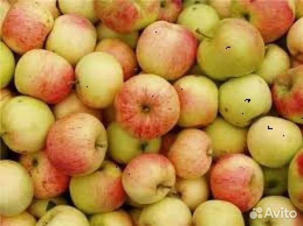 Яблоки домашние