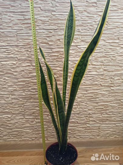Сансевиерия (тещин язык)