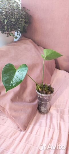 Антуриум розовый