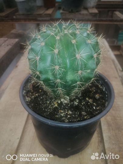 Комнатные цветы драцена