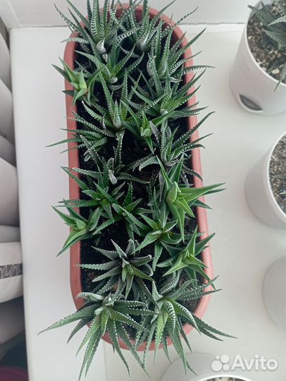 Суккуленты, хавортия