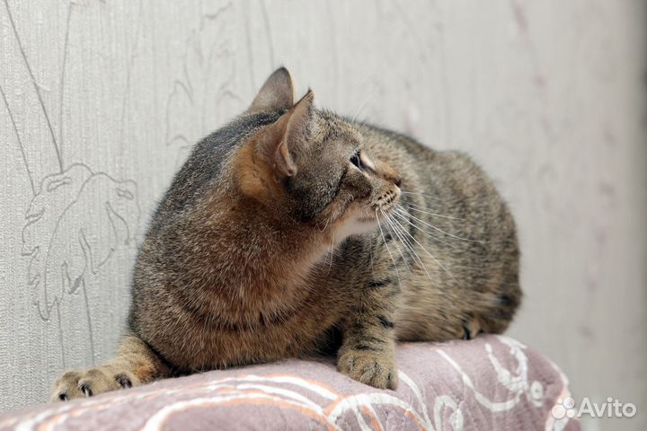 Котенок трехлапый