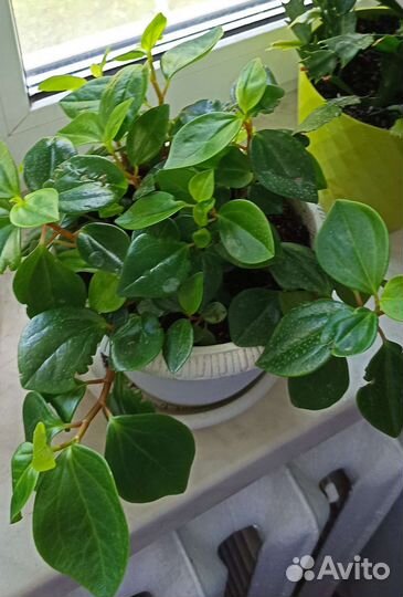 Комнатные растения