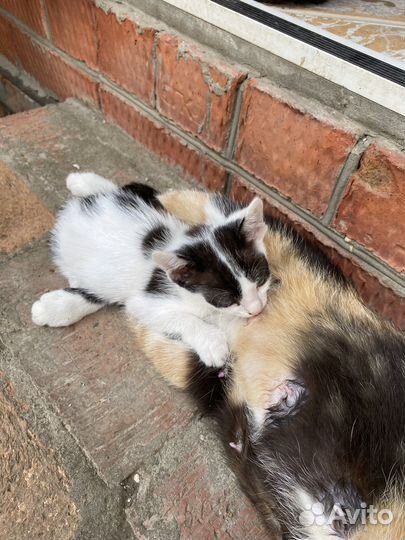 Котята бесплатно