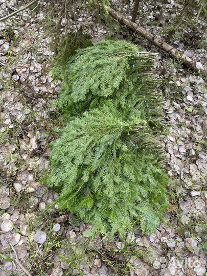 Пихтовые лапки и веники для бани