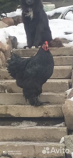 Петухи кохинхин, брама