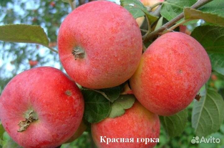 Яблоня в ассортименте