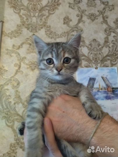 Кошки в добрые руки