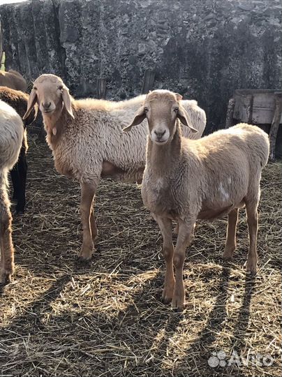Курдючные бараны овцы